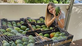 להבית אקרמן בקטיף המנגו בשדה ניצן, צילום: יח"צ